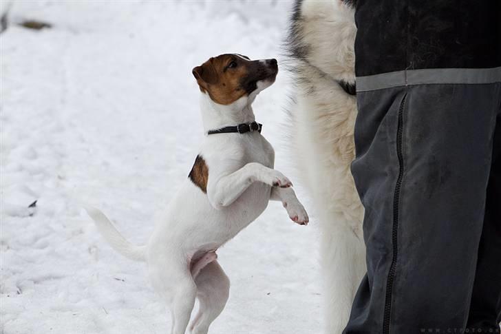 Jack russell terrier Cæsar - mad glad billede 11
