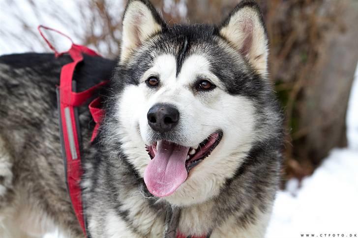 Alaskan malamute alaskans-miqila mr tumnus - Thæus 2 år billede 6