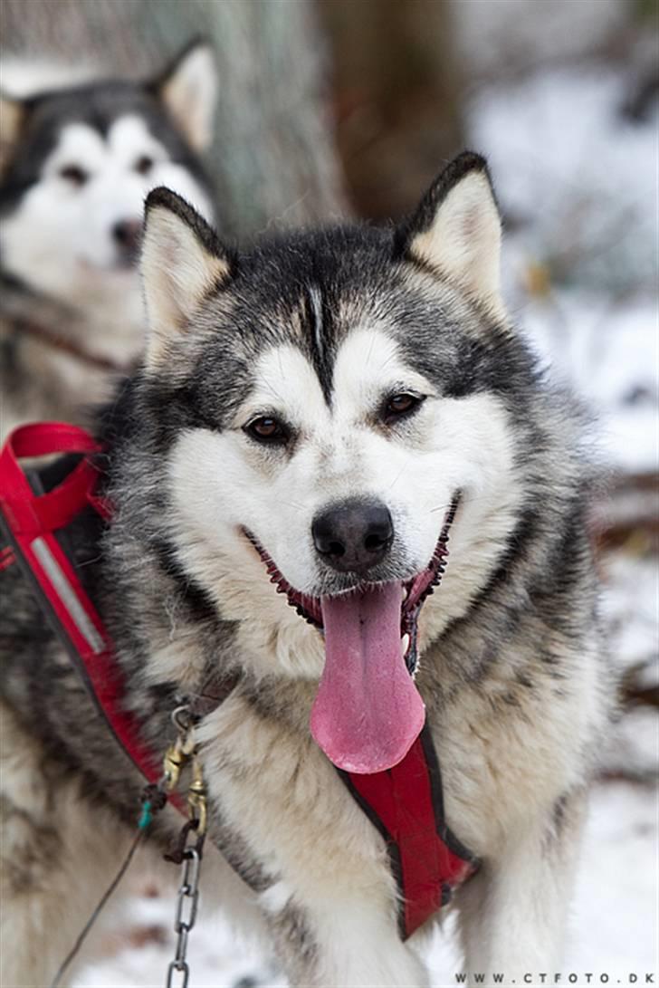 Alaskan malamute alaskans-miqila mr tumnus billede 7