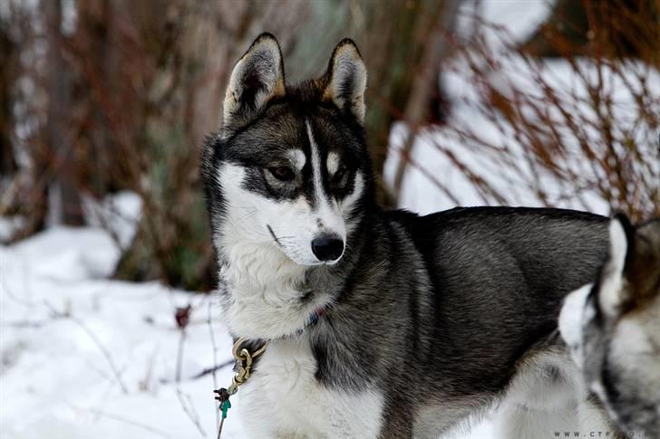 Siberian husky apissorq hansa of edwin billede 13