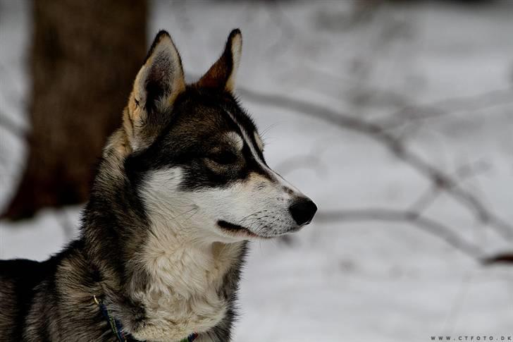 Siberian husky apissorq hansa of edwin billede 14