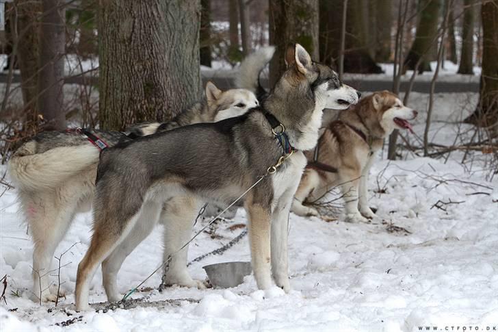 Siberian husky apissorq hansa of edwin billede 15