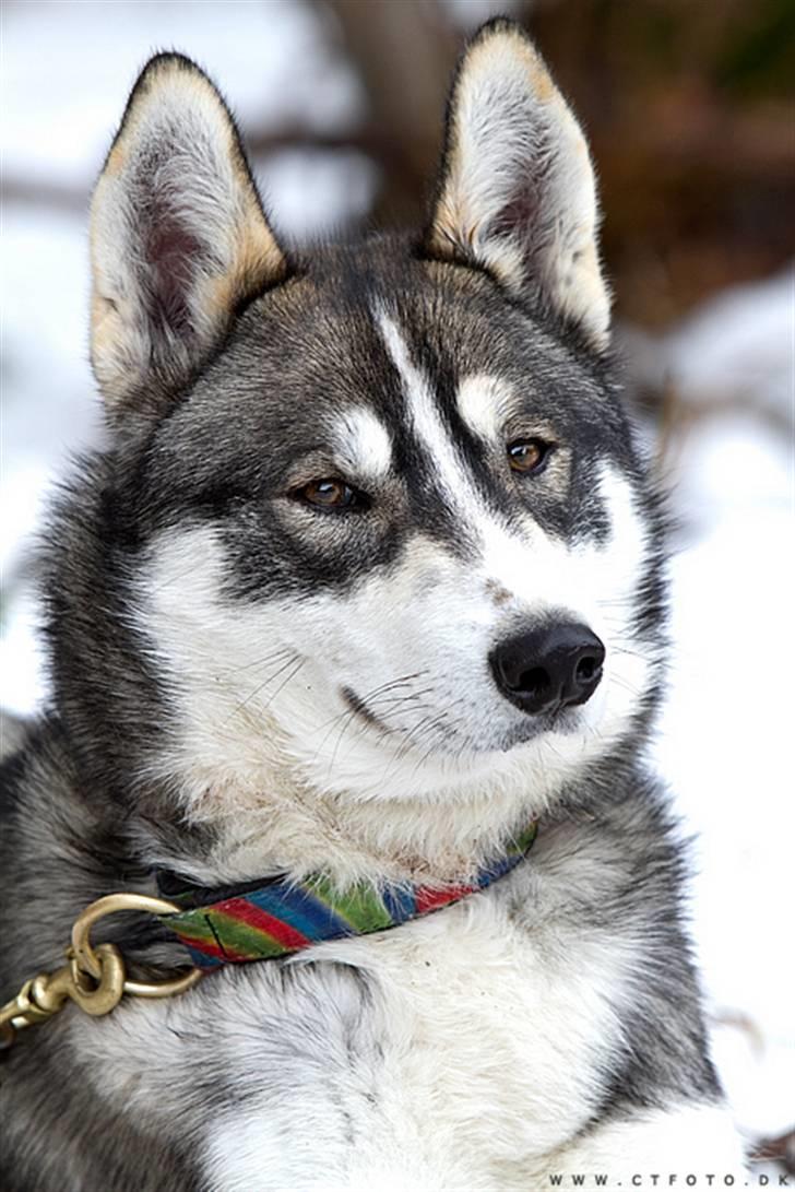 Siberian husky apissorq hansa of edwin - utrolig smuk billede 16