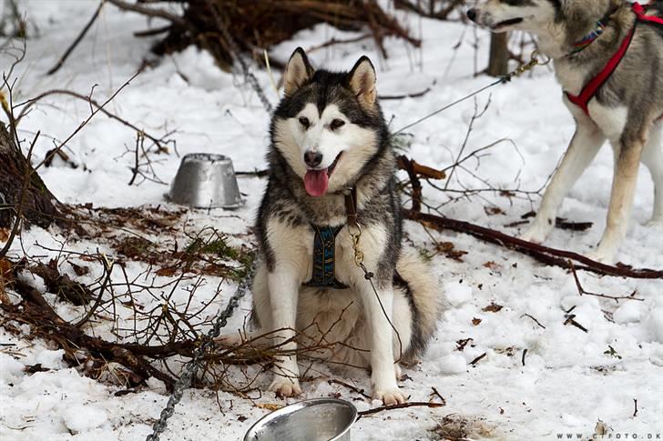 Alaskan malamute alaskans-miqila Krayla - 2 år  billede 6