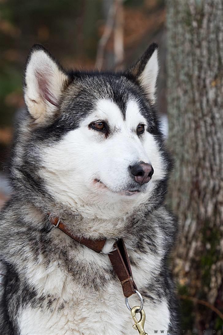 Alaskan malamute alaskans-miqila Krayla billede 9