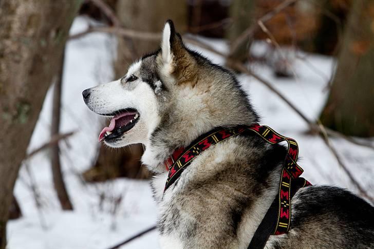 Alaskan malamute alaskans-miqila Kenya - 2 år billede 10
