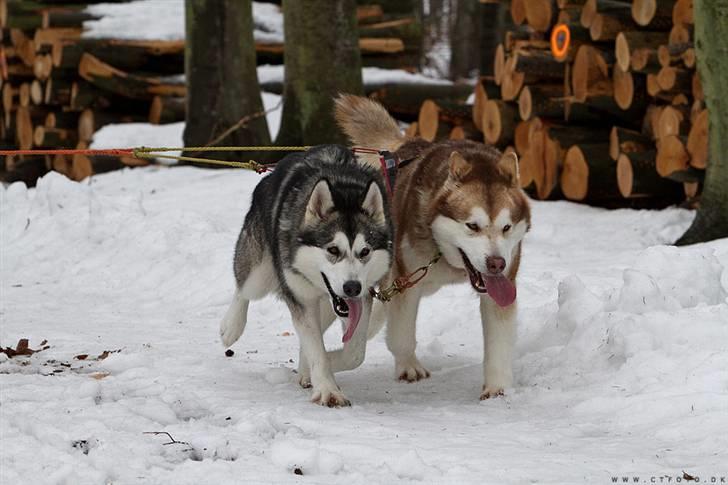 Alaskan malamute alaskans-miqila Kenya - I lead med Illja billede 11