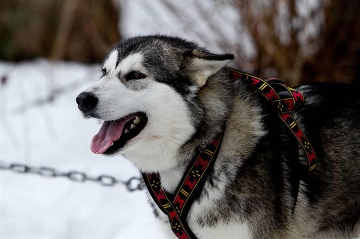 Alaskan malamute alaskans-miqila Kenya billede 12