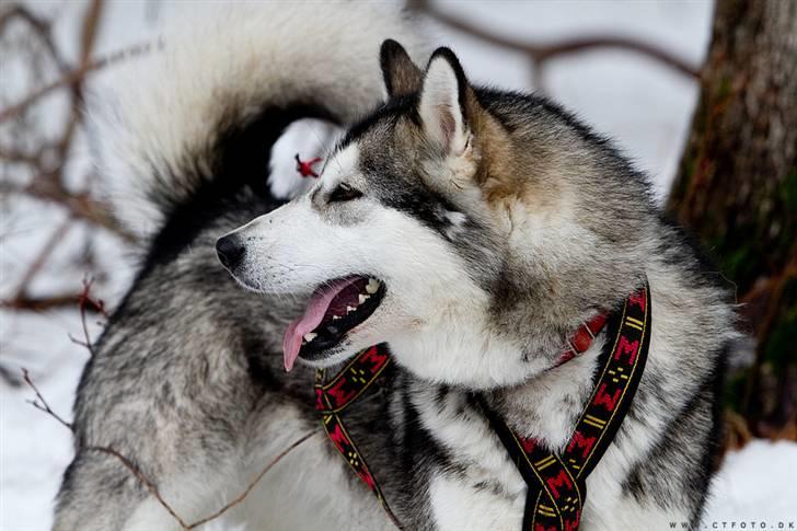 Alaskan malamute alaskans-miqila Kenya billede 13