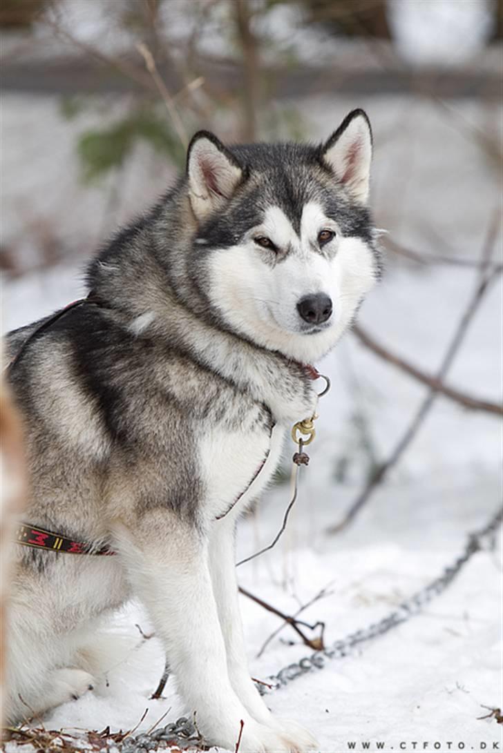 Alaskan malamute alaskans-miqila Kenya billede 14