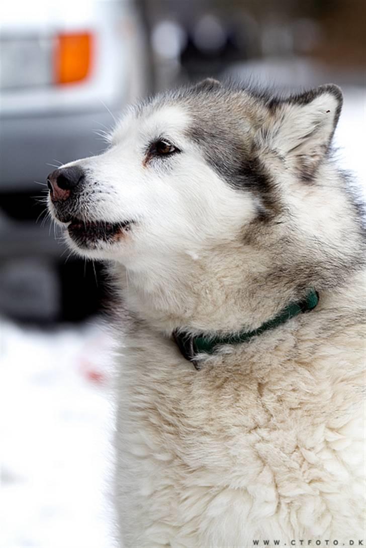 Alaskan malamute Milo R.I.P billede 10