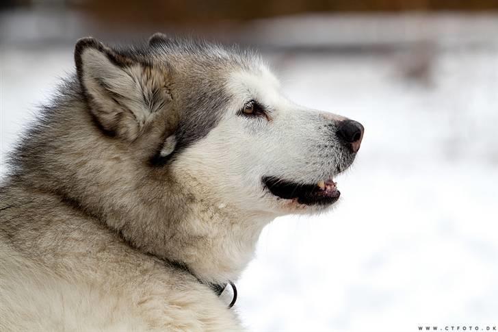 Alaskan malamute Milo R.I.P billede 11