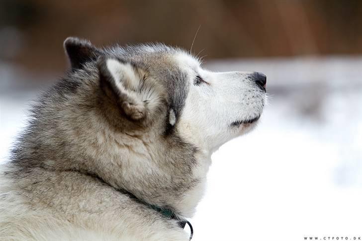 Alaskan malamute Milo R.I.P billede 12