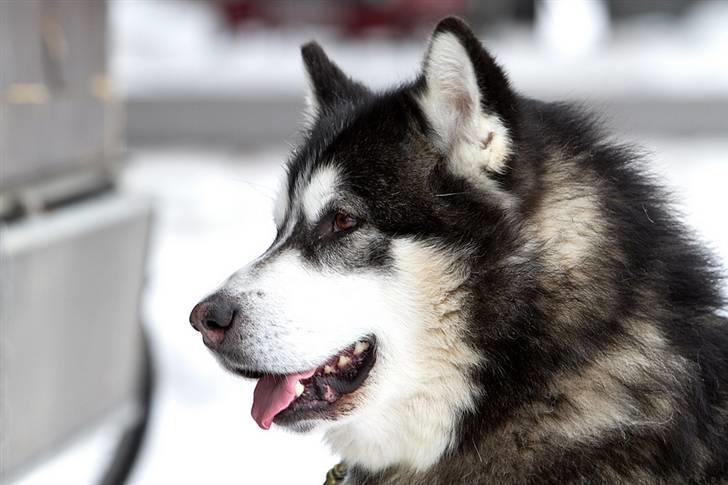 Alaskan malamute Cato billede 14