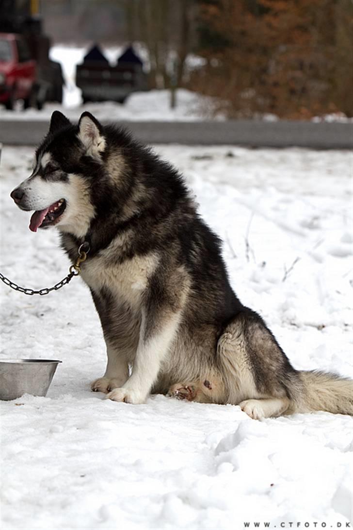 Alaskan malamute Cato billede 15