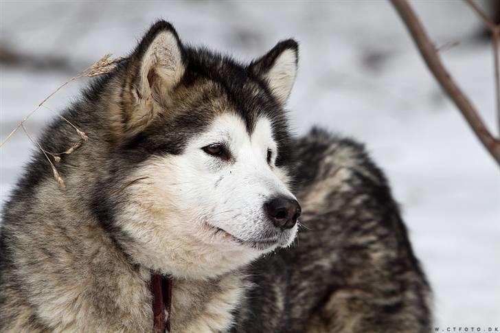 Alaskan malamute Batka - den skønneste tæve på snart 6 år billede 7