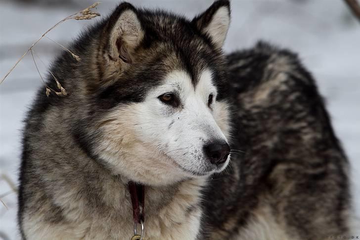 Alaskan malamute Batka billede 8