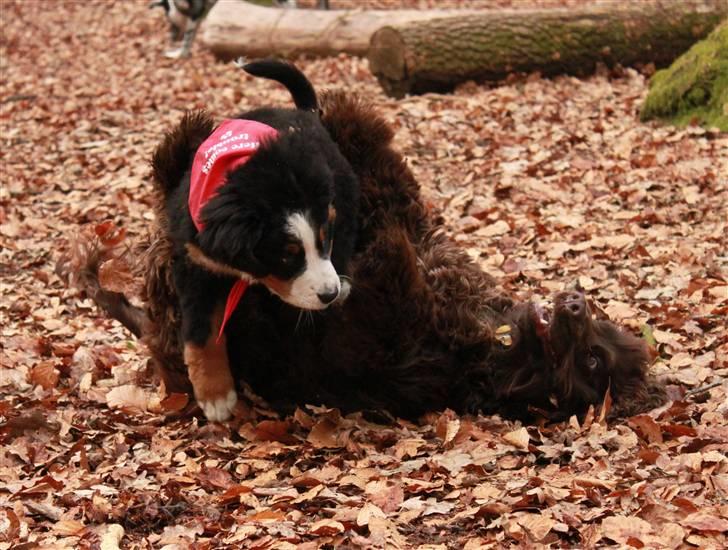 Berner sennenhund Bertha - jeg elsker at tumle billede 6