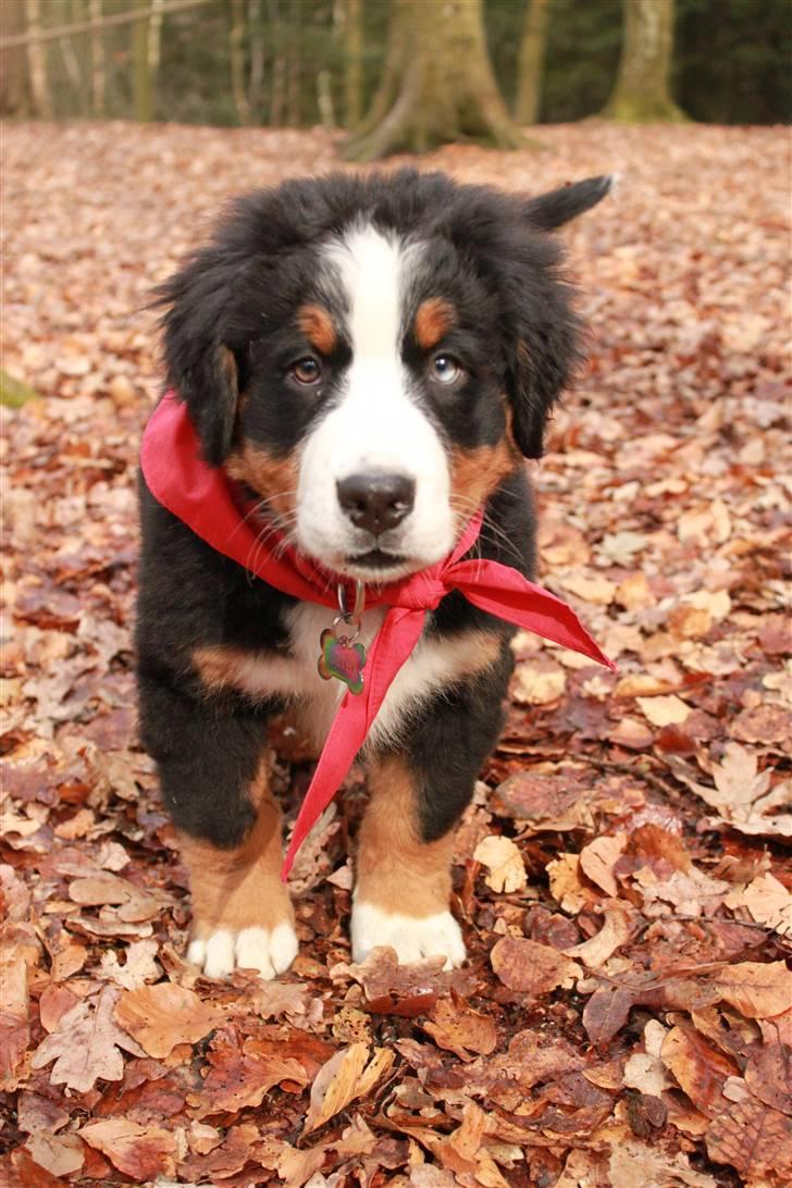 Berner sennenhund Bertha - her kan man rigtig se mit ene øje er lidt blåt billede 7