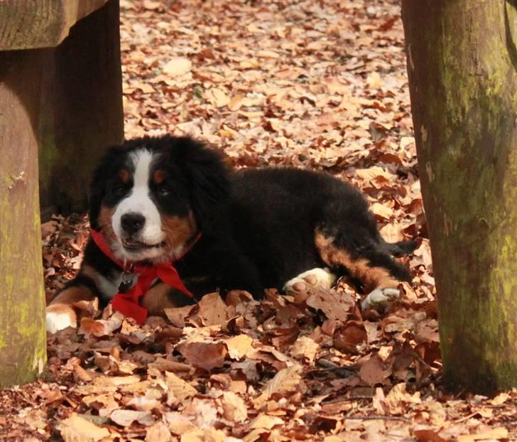 Berner sennenhund Bertha - jeg blev lidt træt billede 8