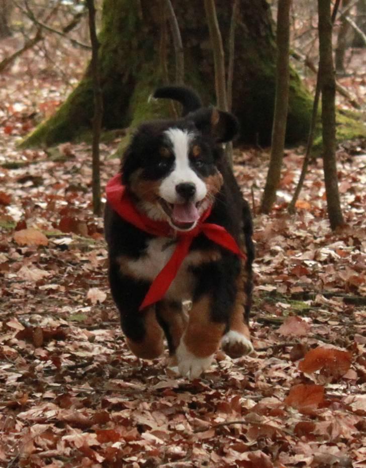 Berner sennenhund Bertha - fuld fart billede 9