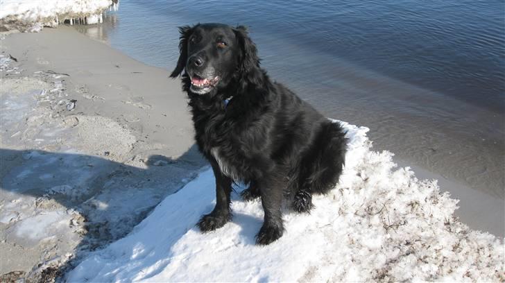 Blanding af racer Chano my soulmate!<3 - side på isbakke på komando <3 (´: billede 3