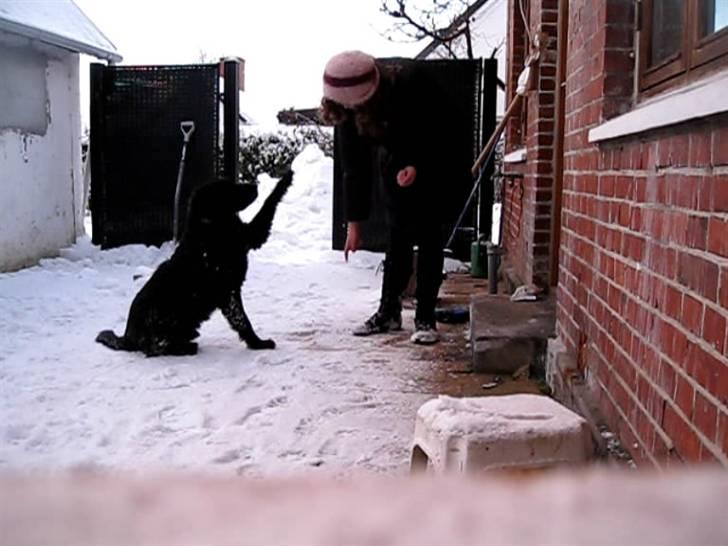 Blanding af racer Chano my soulmate!<3 - vær hilset .. (: <3 (chano løfter ben på komando fra sit) billede 4