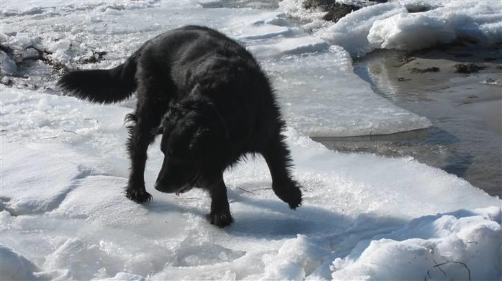 Blanding af racer Chano my soulmate!<3 - isen er tynd men vi klare det sammen! billede 10