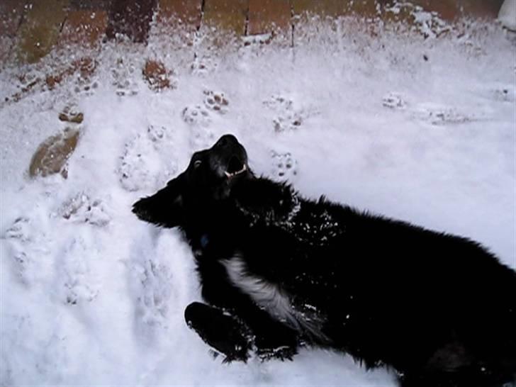 Blanding af racer Chano my soulmate!<3 - chano når han er bedst! der er vel stadig lidt vildyr tilbage i os alle ^^<3  billede 11