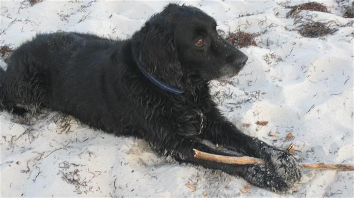 Blanding af racer Chano my soulmate!<3 - nåår ja ^^ poter eller hænder? det kan vel være det samme! ^^ billede 12