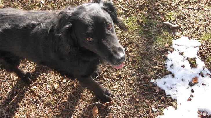 Blanding af racer Chano my soulmate!<3 - ingen ord kommer ud af din mund... alligevel siger dit blik mere end 100 ord<3 billede 14