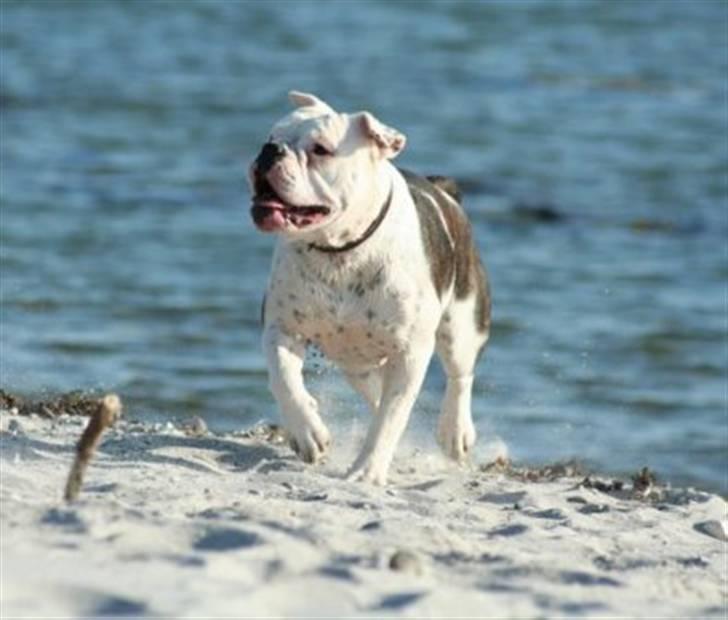 Olde english bulldogge Østergaards Six Pence - Min smukke mor Kaninus billede 19