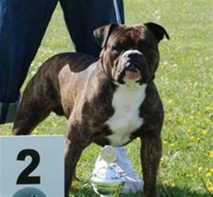Olde english bulldogge Østergaards Six Pence - Min flotte fra Rady billede 20