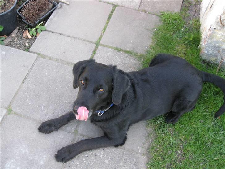 Blanding af racer Chano my soulmate!<3 - komando : dæk (: <3 mmmm så kan man lige se fotogen ud og slikke sig på snuden! billede 15