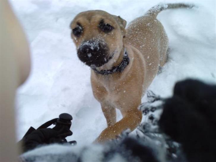 Blanding af racer Kahloua - hun er virkelig fin :P billede 3