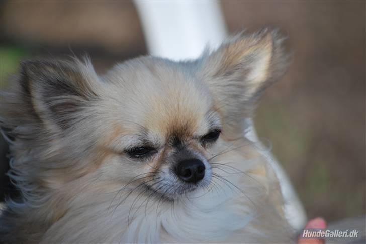 Chihuahua Minimo Perro's Cotilleo billede 2