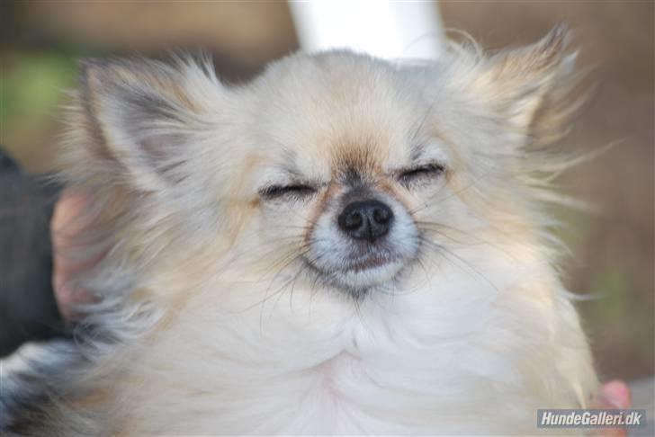 Chihuahua Minimo Perro's Cotilleo billede 3