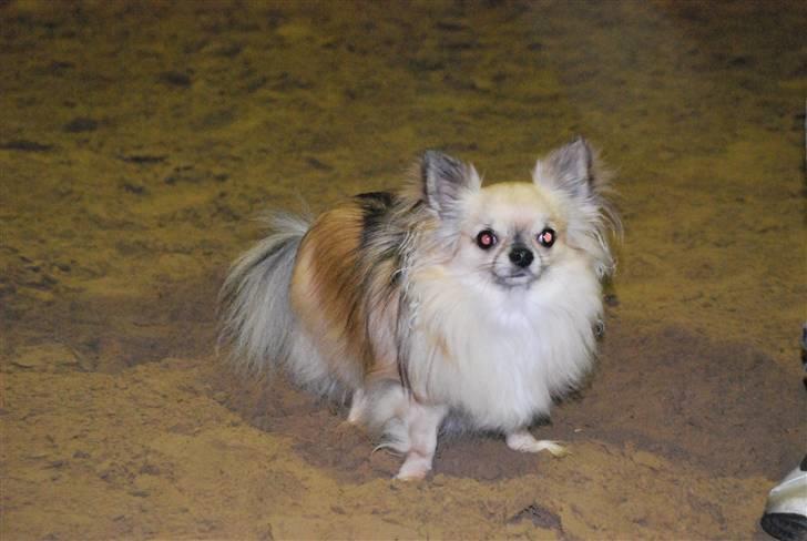 Chihuahua Minimo Perro's Cotilleo billede 4
