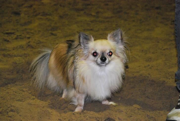 Chihuahua Minimo Perro's Cotilleo billede 5