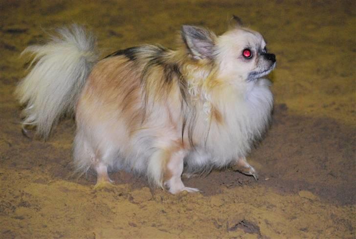 Chihuahua Minimo Perro's Cotilleo billede 6