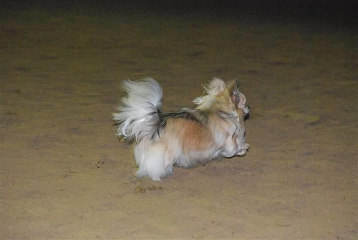 Chihuahua Minimo Perro's Cotilleo - løber stærkt! billede 7