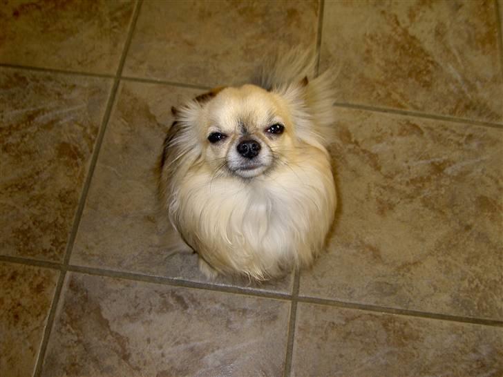 Chihuahua Minimo Perro's Cotilleo - godmorgen hund.. :D billede 9