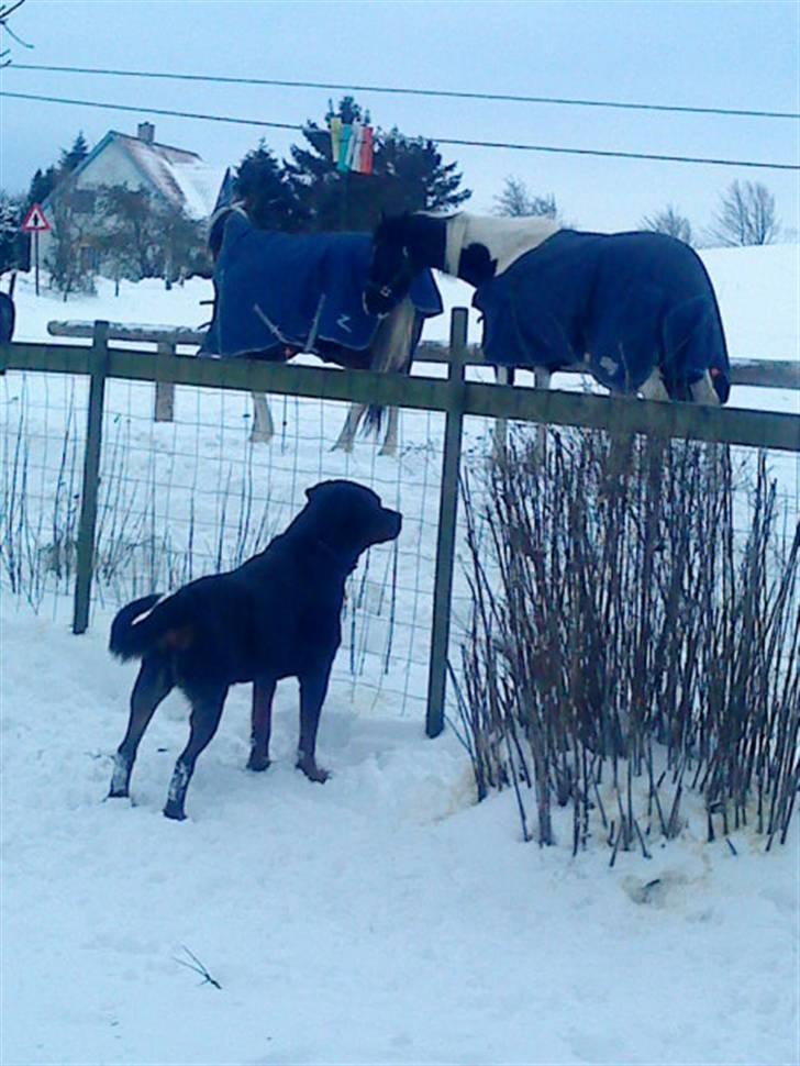 Rottweiler hubert - Hubert og Hestene:D billede 11