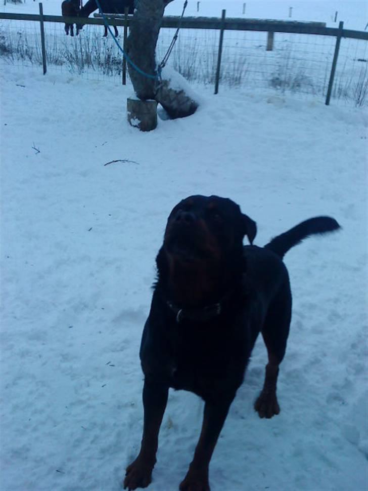 Rottweiler hubert - "Kom nu...Skal vi ikke lege?":D billede 12