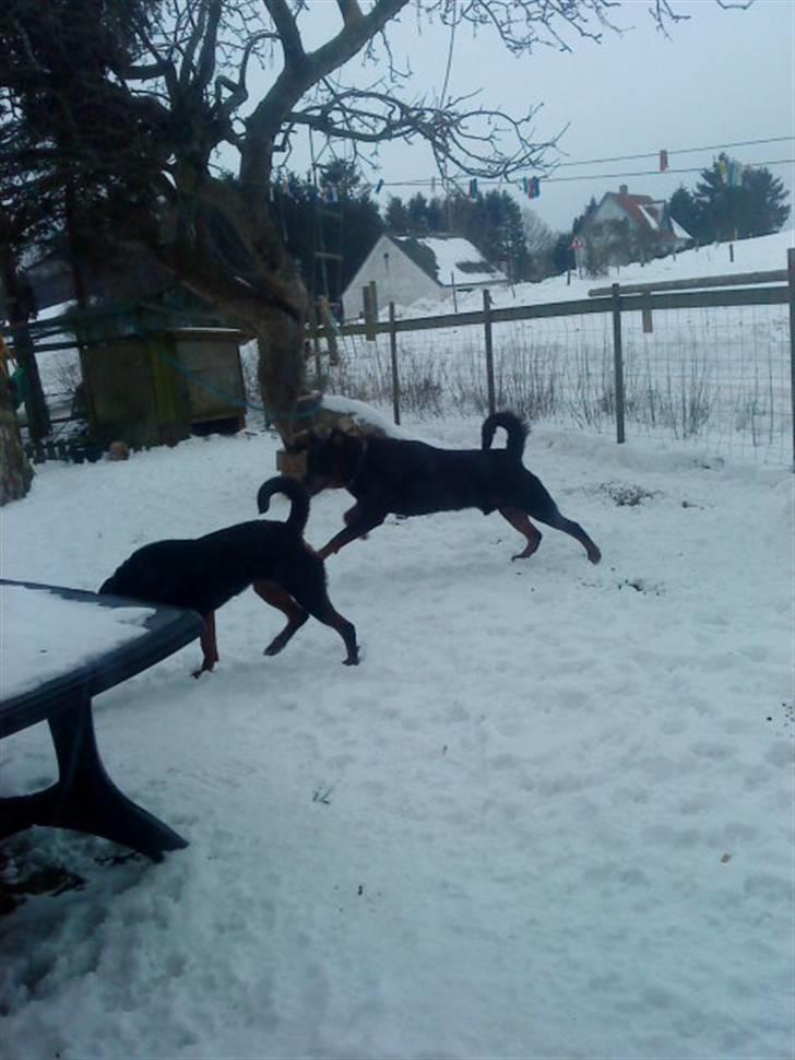 Rottweiler hubert - Hubert og Tassi:D Det er Hubert der løber:) billede 13