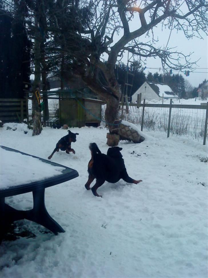 Rottweiler hubert - Nååå, hvor er de søde:D Hubert er den forreste:D billede 14