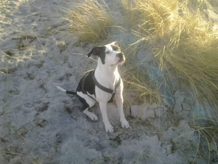 Amerikansk staffordshire terrier Calli RIP billede 4