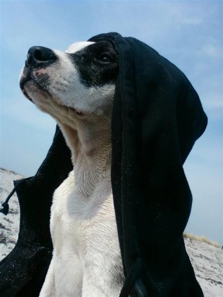 Amerikansk staffordshire terrier Calli RIP billede 5