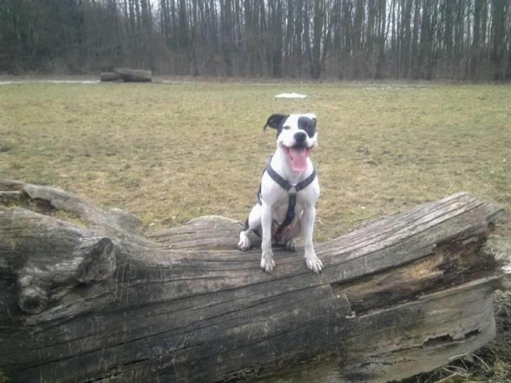 Amerikansk staffordshire terrier Calli RIP - I skoven marts 2010 billede 6