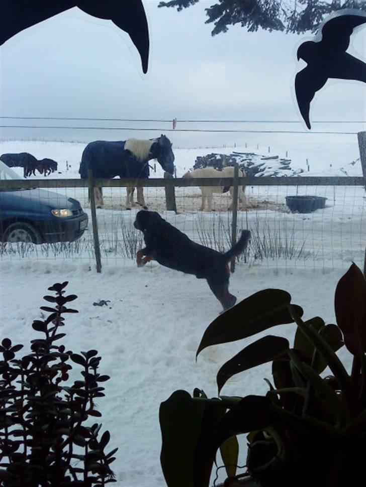 Rottweiler hubert - Hubert elsker at jage bilerne:D Og det er ikke taget i en ramme, men der kom bare en par blomster med:) billede 15